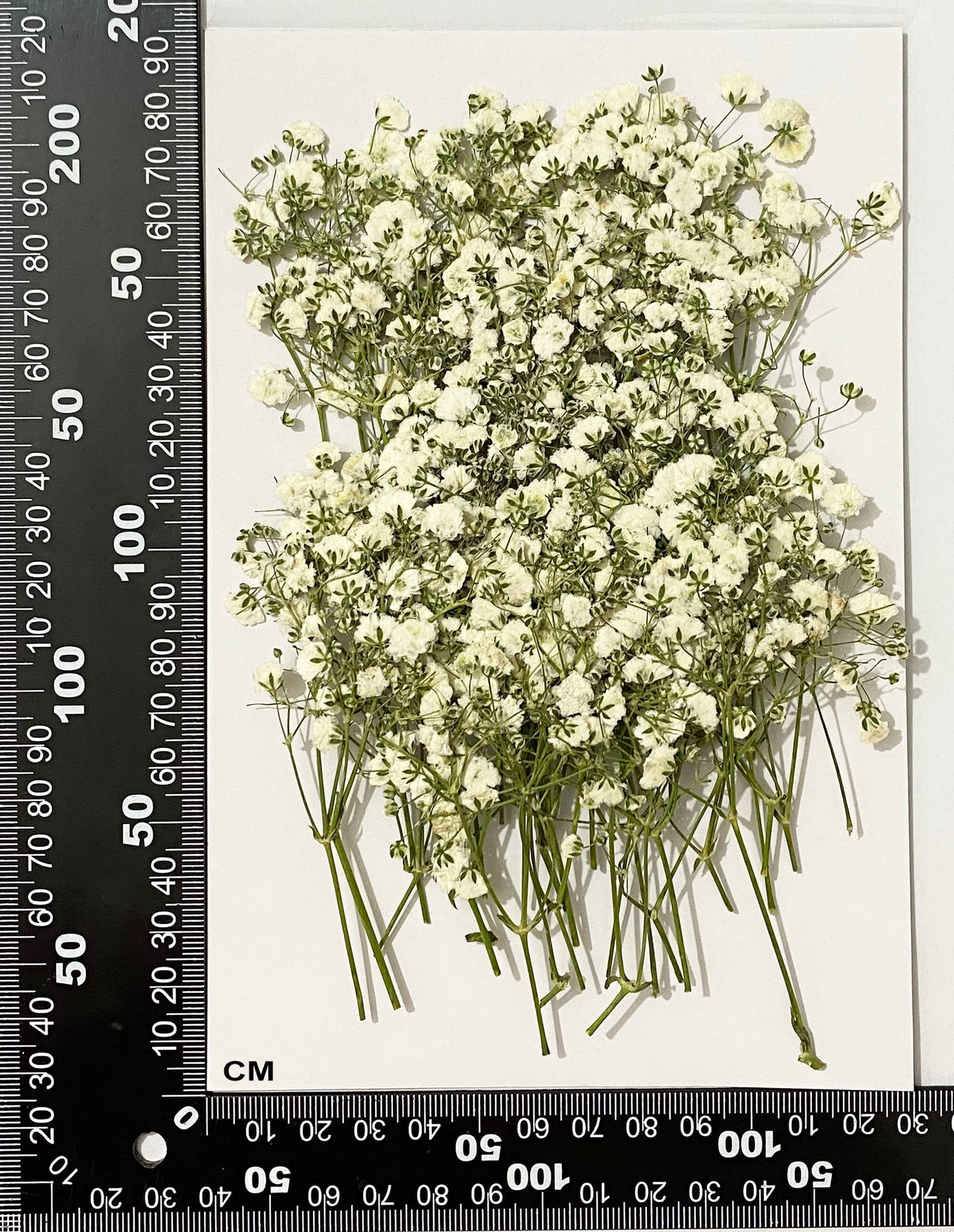 UOKWIWI 100 pcs White Baby's Breath Real Natural Dried Pressed Flowers for Resin Art Craft DIY Making Wedding Card Home Party Decor