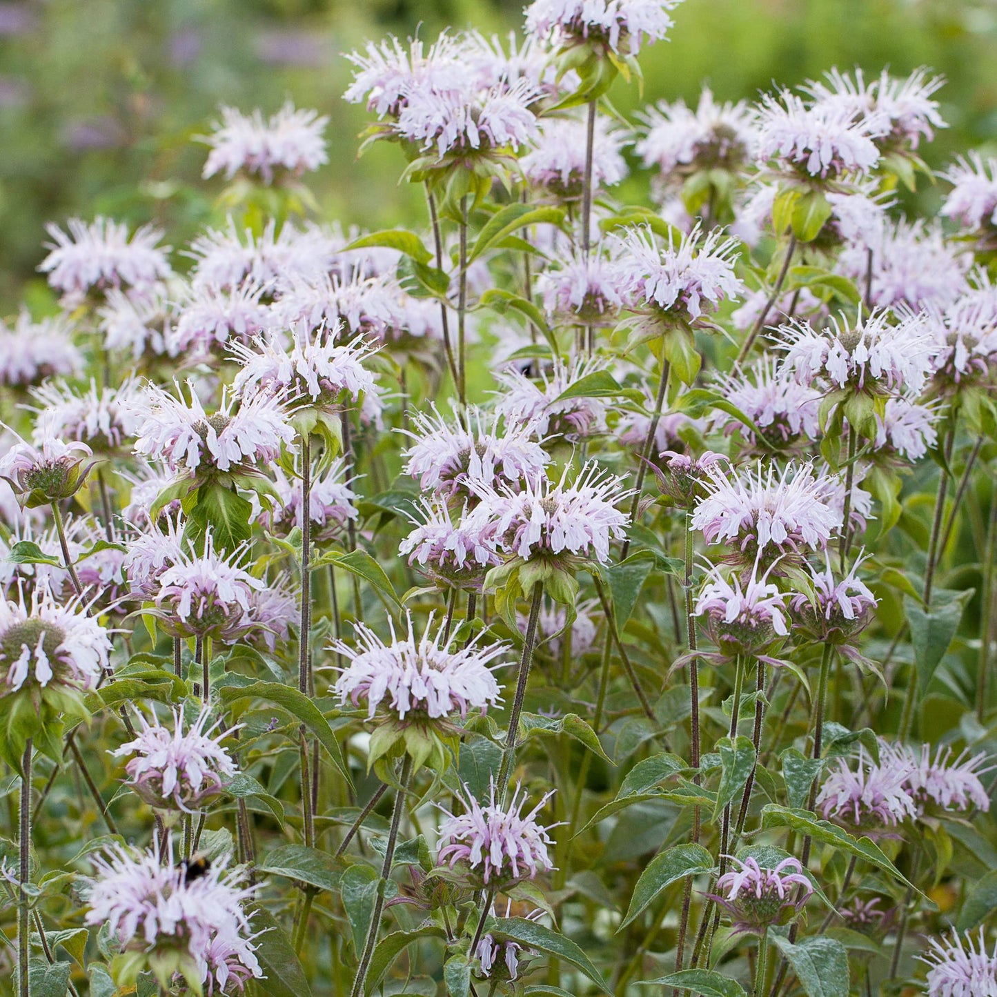 Smoke Camp Crafts Organic Native Bee Balm Live Plant (Monarda fistulosa) – Perennial Pollinator Plant in 2.5 Pot Purple Pink