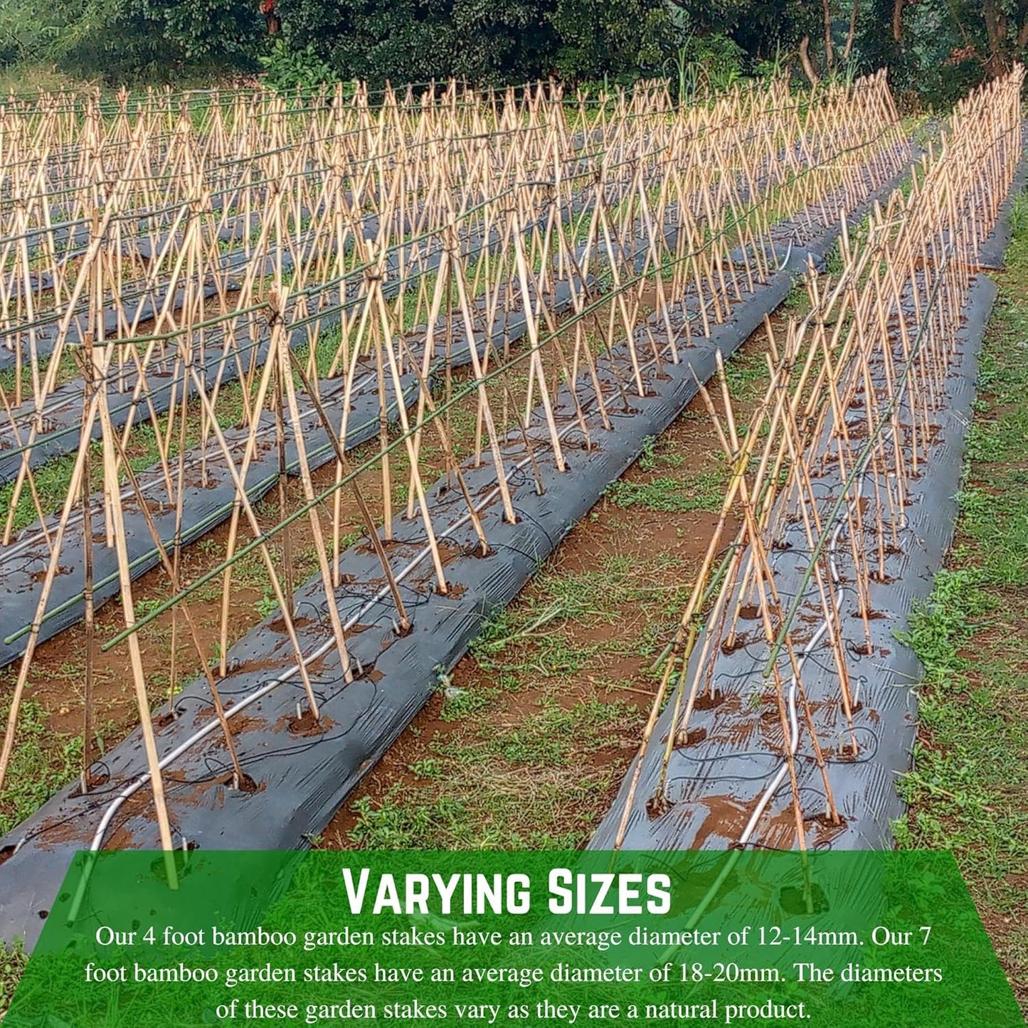 Farm Plastic Supply - Bamboo Garden Stakes - Bambo Sticks, Bamboo Plant Stakes for Outdoor Plants, Plant Support Stakes for Indoor Plants (4 Foot, 75)