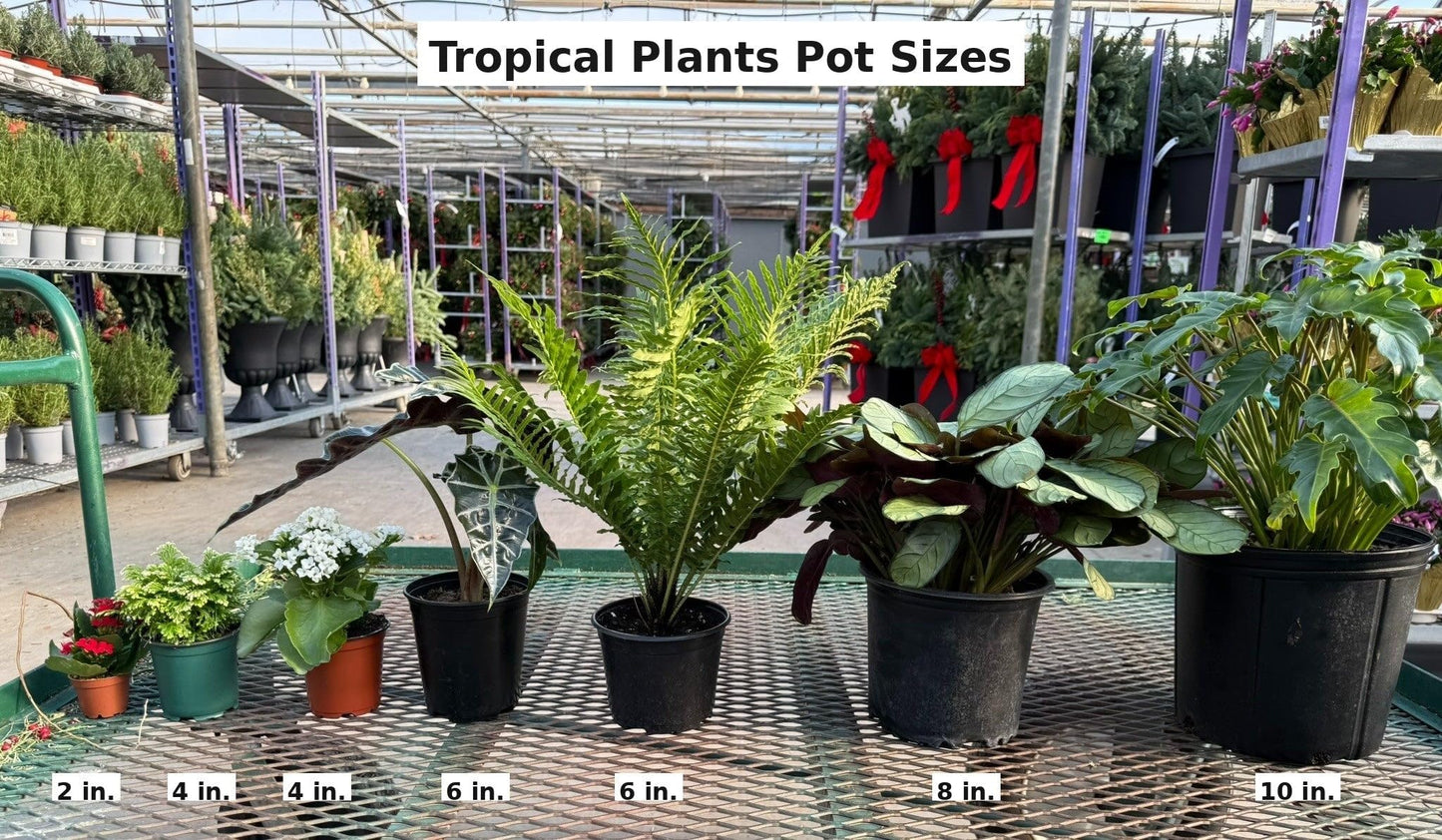 RedCrocus - White Dipladenia | Bushy & Compact | Evergreen, Blooms Late Spring to Fall | Pet-Toxic, Easy Care | Garden, Patio, Container Plant | RedCrocus 10" Pot