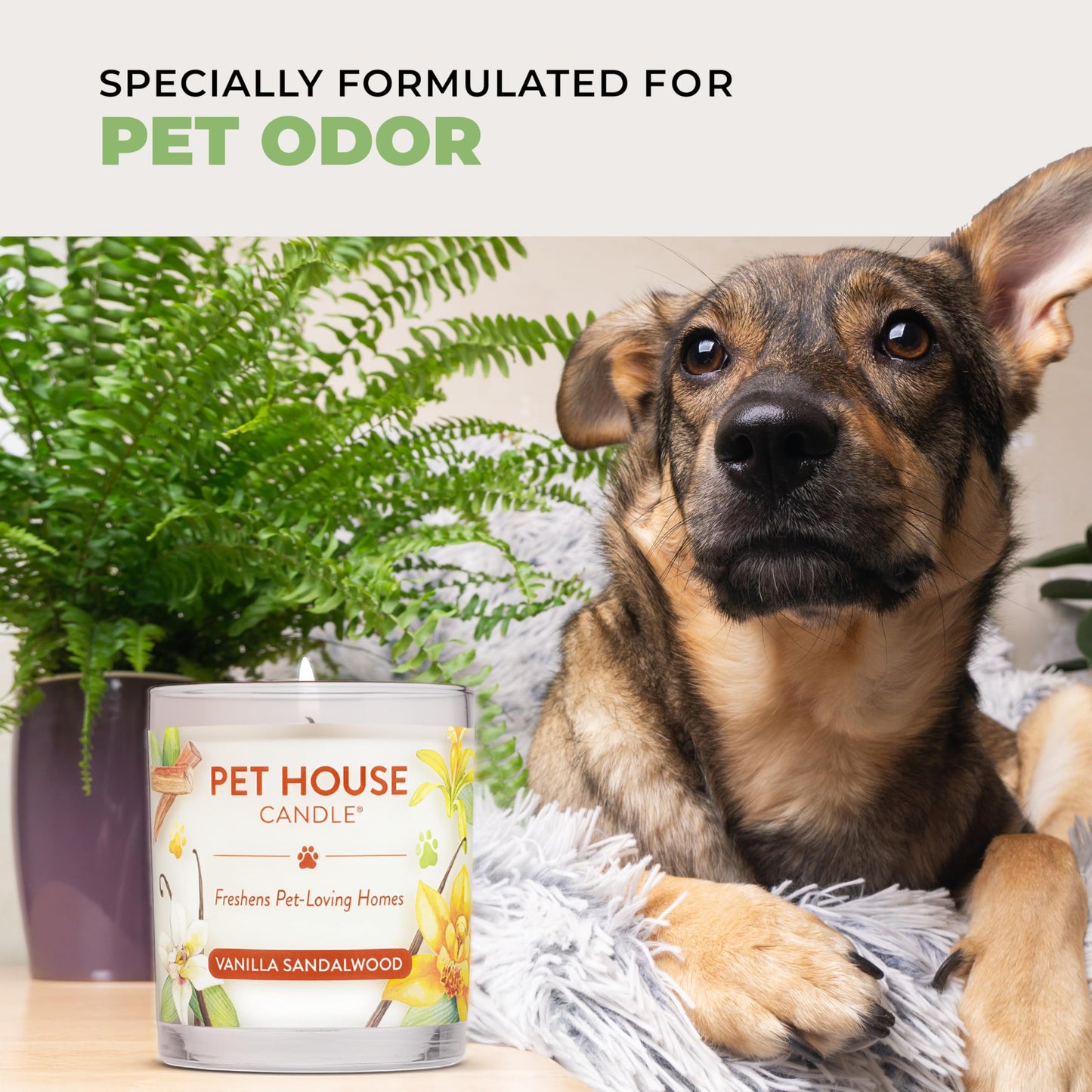 Pet House Candles, Natural Plant-Based, Long Lasting Candles for Pet Odor, 60 Hour Burn Time - Juicy Melon, 9 oz
