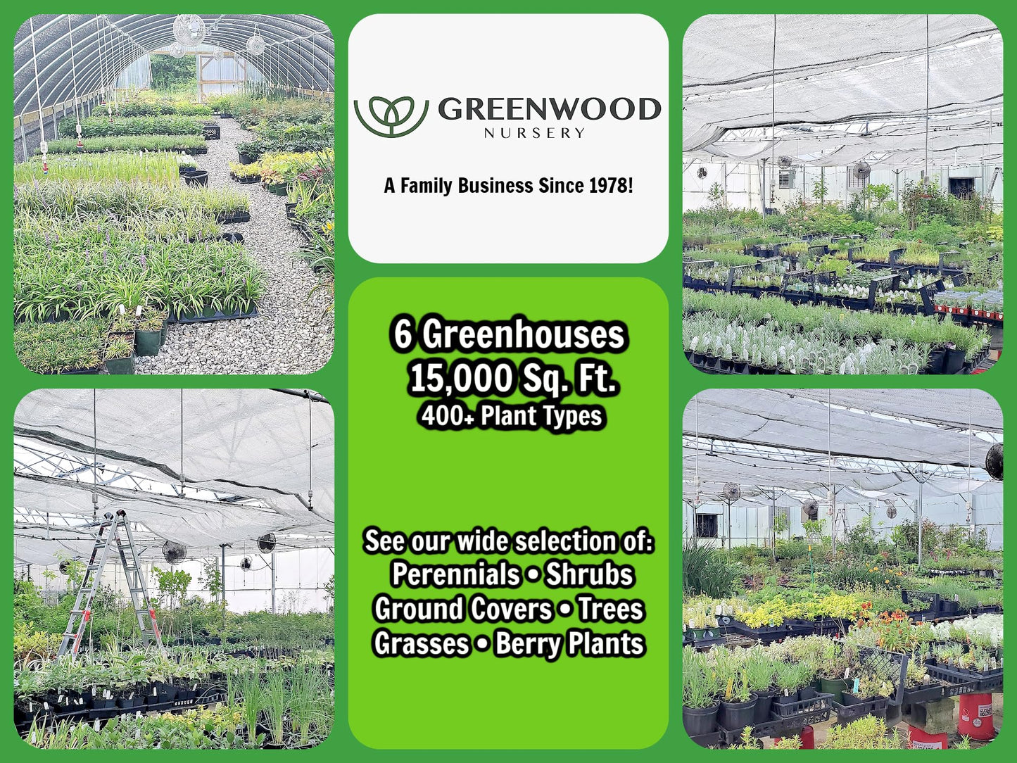 Greenwood Nursery: Live Ornamental Grasses - White Pampas Grass + Cortaderia Selloana - [Qty: 3X Pint Pots] - (Click for Other Available Plants/Quantities)
