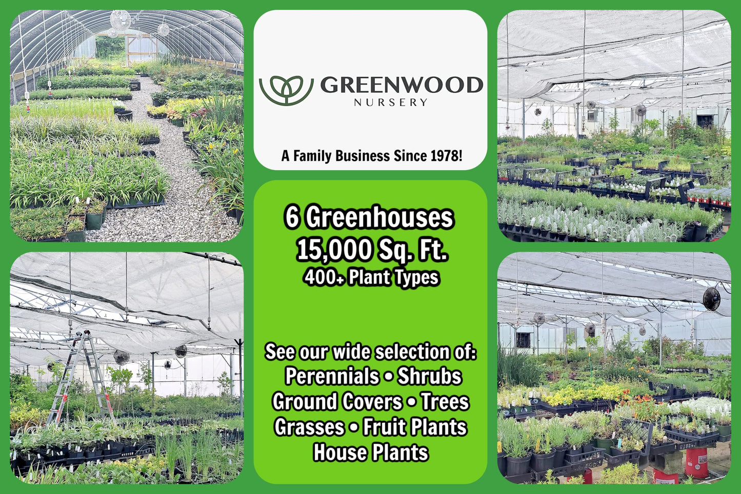 Greenwood Nursery: Live Trees - Nellie R. Stevens Holly Tree + Ilex X - [Qty: 1x 2.5 Pot] - (Click for Other Available Plants/Quantities)