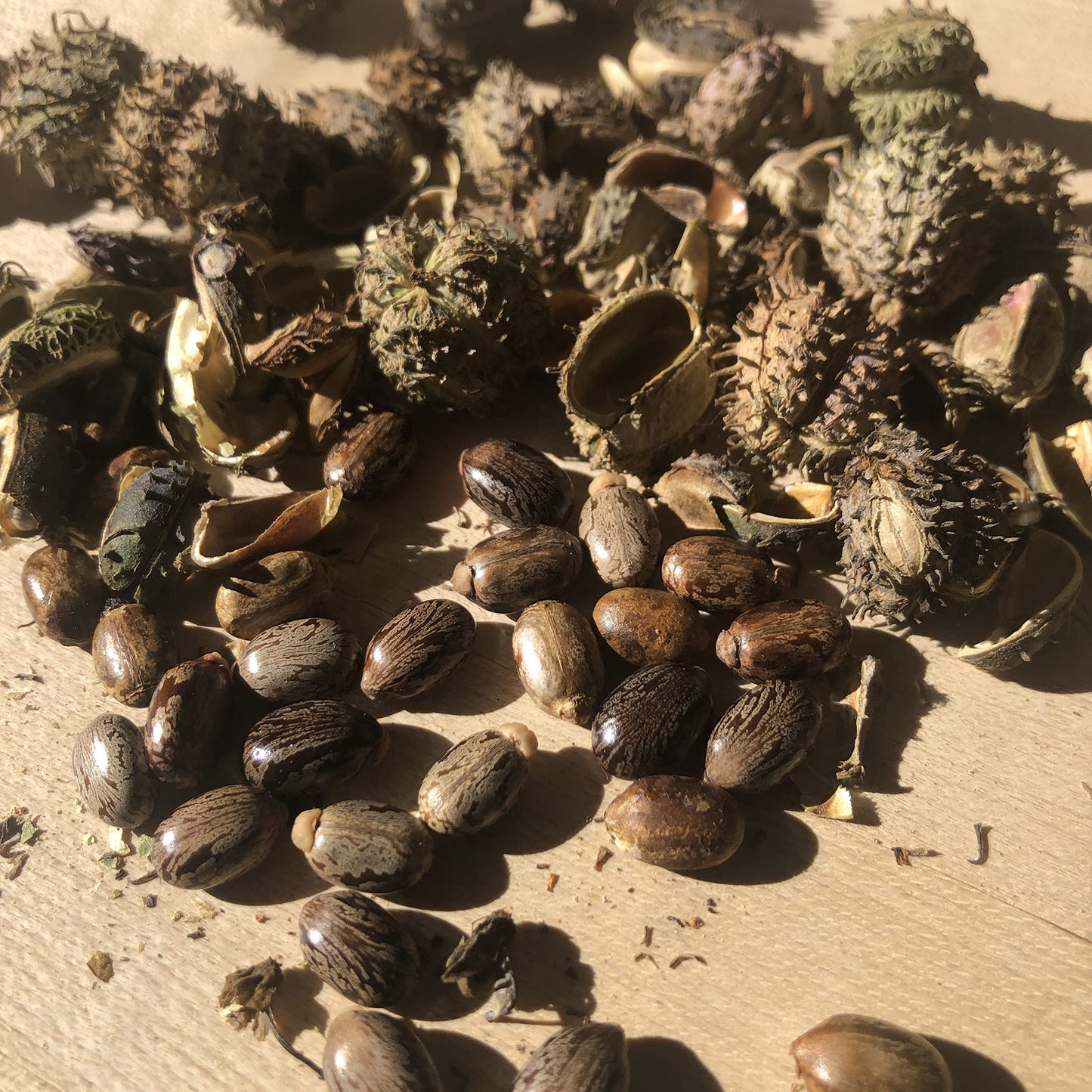 Smoke Camp Crafts Castor Plant Seeds, Ricinus communis, Grows Into Beautiful Mole Plants, African Wonder Tree, 10 Seeds for Planting, 6 Grams