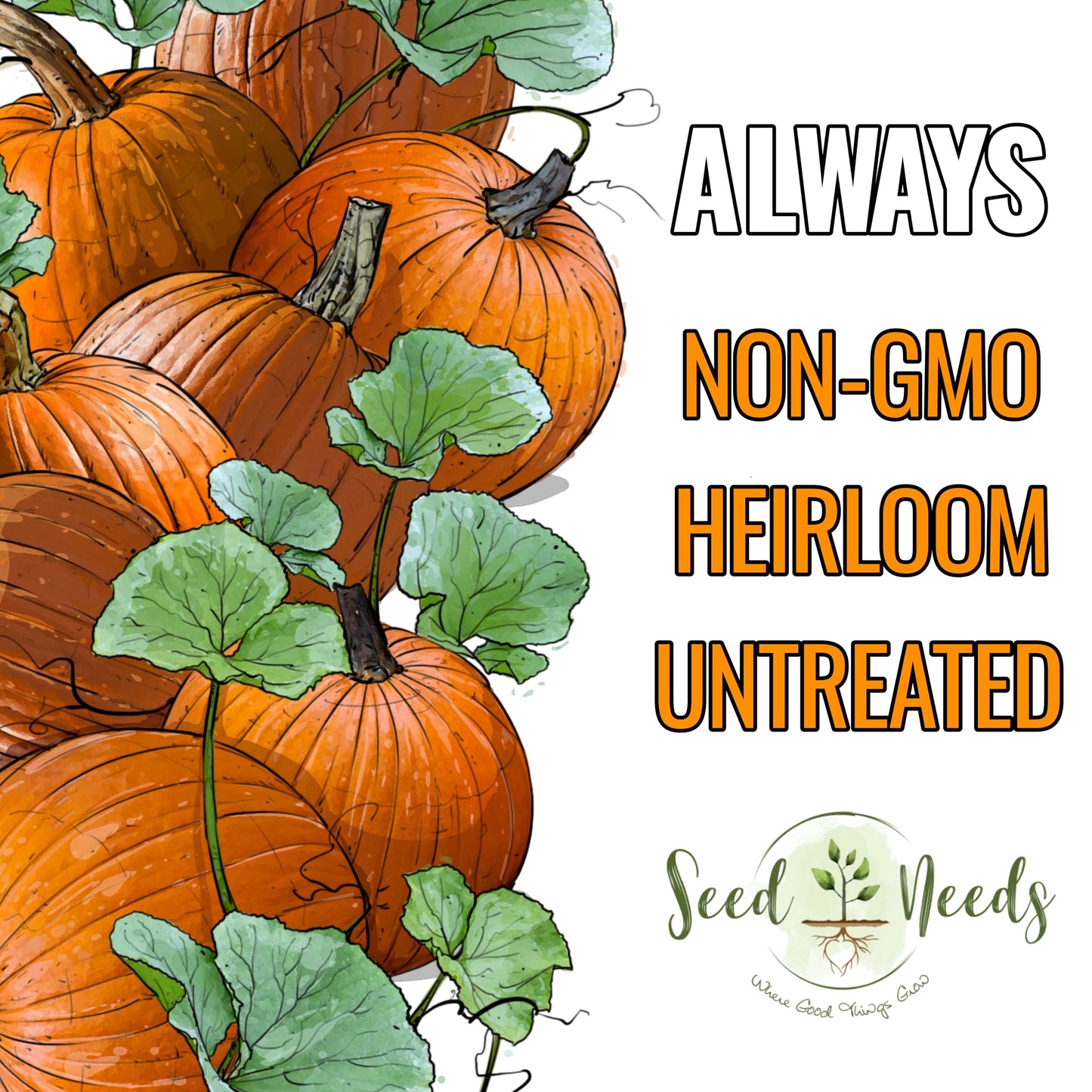 Seed Needs Connecticut Field Pumpkin Seeds for Planting | 1 Ounce Cucurbita Pepo Heirloom Vegetable Seeds Non GMO | American Field Favorite Carving Pumpkin | Bulk