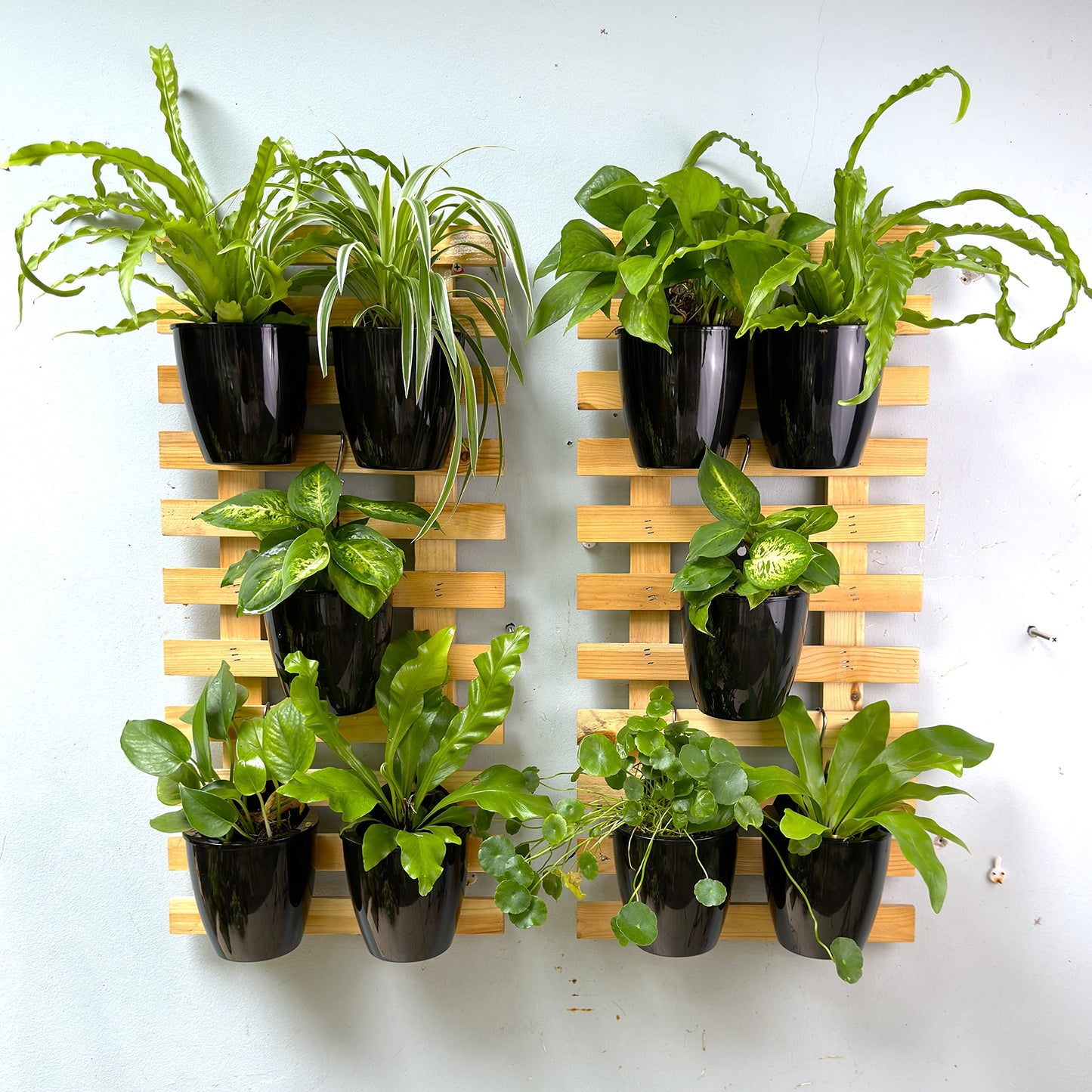 LalaGreen Bundle- 10 Pack, 4 Inch Black Self Watering Plant Pot + 2 Pack, 35.4 Inch Wooden Plant Holder Modern Indoor Hanging Wall Mount Vertical Hydroponic Garden Display Large Home Air Plant Decor