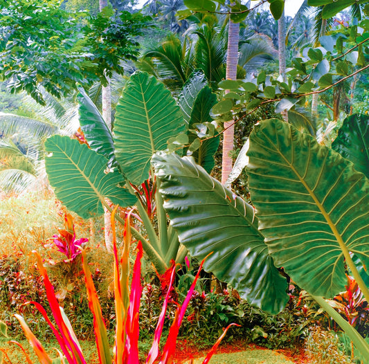 2 Giant Upright Elephant Ear Bulbs for Planting - Huge Leafs that Grow Tall - Colocasia (2 Bulbs)