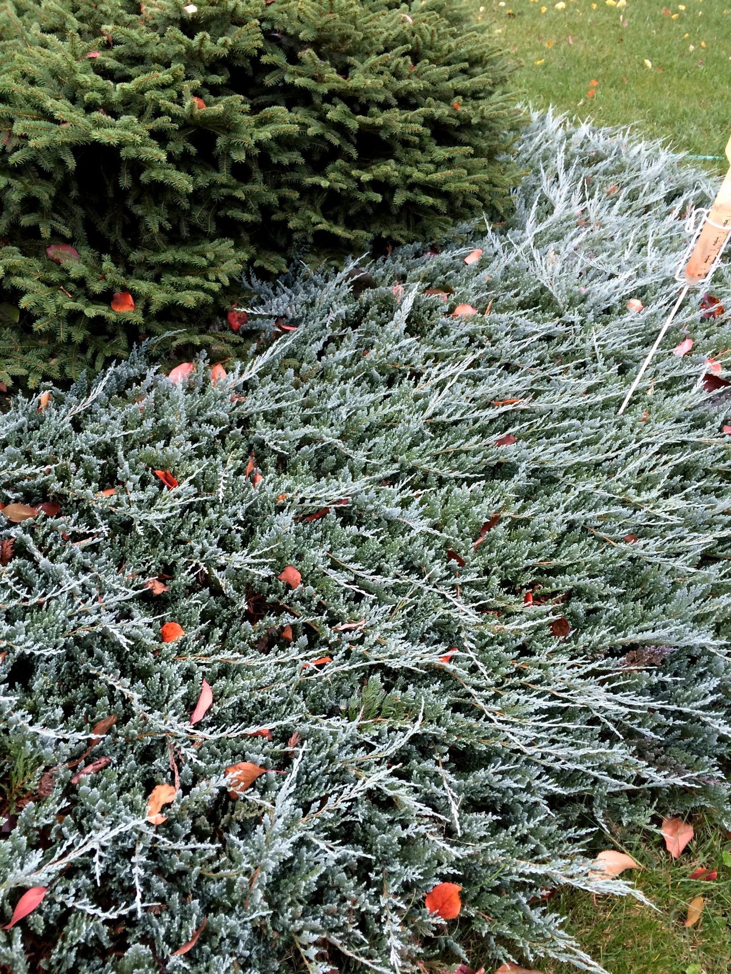 Juniper Blue Chip | 10 Live 4 Inch Pots | Juniperus horizontalis 'Blue Chip' | Low-Maintenance Ground Cover Plants | Drought-Tolerant Landscaping Shrub